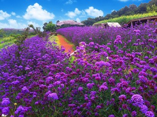 Obraz premium Violet flowers blossoming in the afternoon
