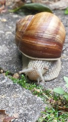 Weinbergschnecke