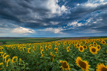 Obraz premium Sunflower fields on a stormy day