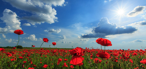 Field of wild red poppies on a summer day