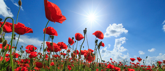 Field of wild red poppies on a sunny summer day - obrazy, fototapety, plakaty