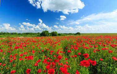Field of wild red poppies on a sunny summer day