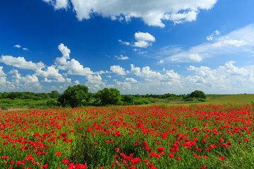 Field of wild red poppies on a sunny summer day