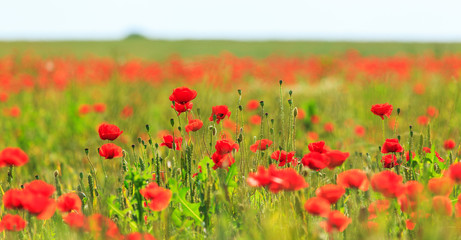 Field of wild red poppies on a sunny summer day