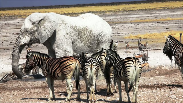 Wild african animals in Etosha NP,Namibia