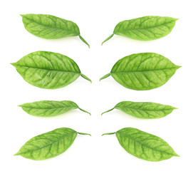 Lemon tree leaves isolated