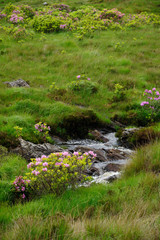 ruisseau
