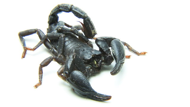 Black scorpion on white background