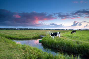 cow on pasture at sunset