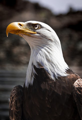 Águila Americana