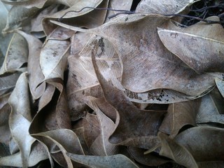 folhas secas
