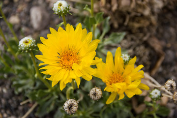 Two Yellow Flowers
