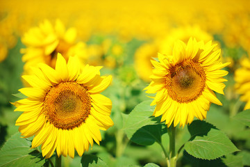 Fototapeta premium Beautiful sunflowers field
