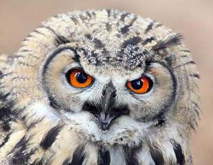 The evil eyes. Angry The Eagle Owl, Bubo bubo.