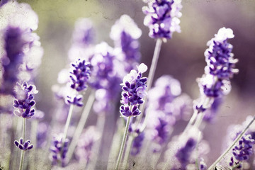 Lavender in the field