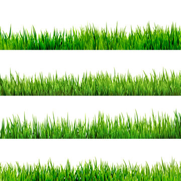 Grass isolated on white. EPS 10