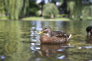 Duck swimming in a park pond
