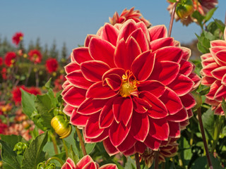 Dahlien