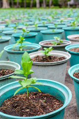 Flower Sprouts In Pots