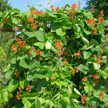 Bl&uuml;hende Feuerbohnen