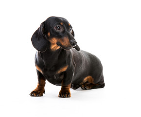 Obraz premium puppy dachshund
