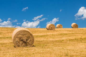 Fototapeta premium A field with straw bales after harvest.