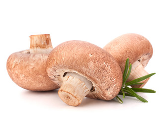 Brown champignon mushroom and rosemary leaves