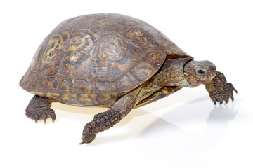 Painted wood turtle