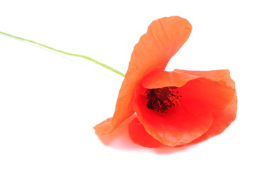 Single red poppy flowers on white background