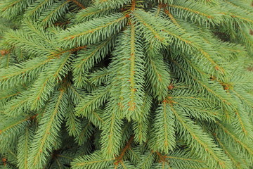 Branches of fir tree as background