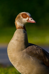 Nilgans