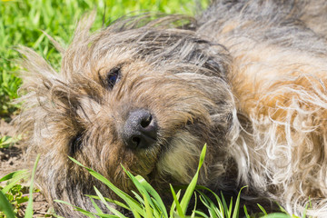 mongrel on the lawn