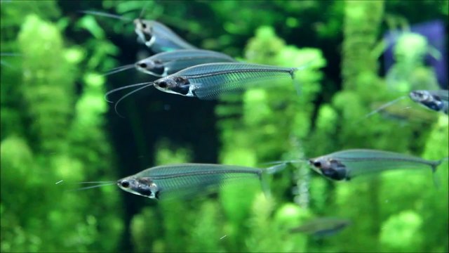 Indischer Glaswels (Glass Catfish)
