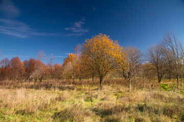 Obraz premium autumn leaves