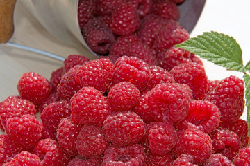 Himbeeren - Rubus idaeus