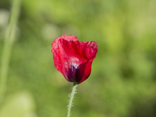 poppy flower on a green background