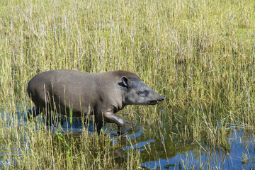 Lowland tapir (Tapirus terrestris)