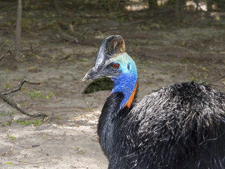 Southern cassowary (Casuarius casuarius)