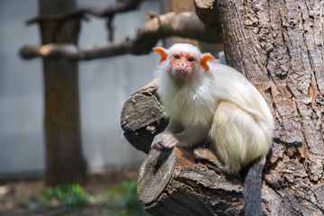 Silvery marmoset (Callithrix argentata)