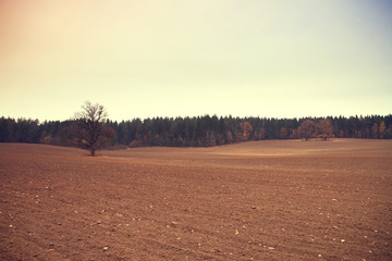 Obraz premium Bare tree in a field