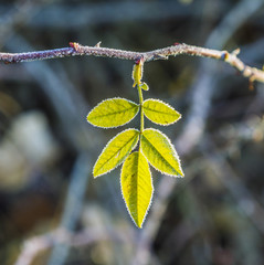 leaves with hoar frost in winter