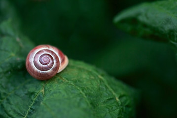 Rote Schnecke