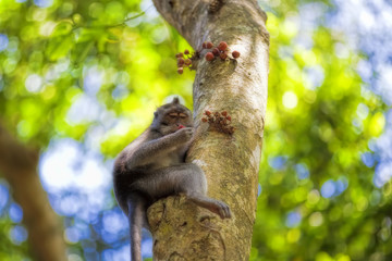 Long-tailed Macaque Monkey