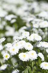 white flowers in garden
