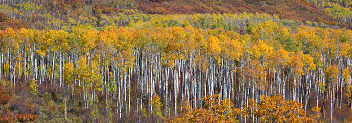Aspen trees