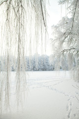 cold winter forest