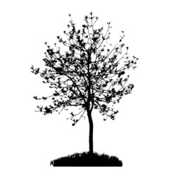 Tree Silhouette Isolated on White Backgorund. Vecrtor Illustrati