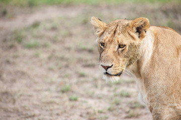 lion