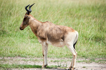 topi antelope