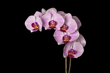 Fototapeta premium Pink orchid
